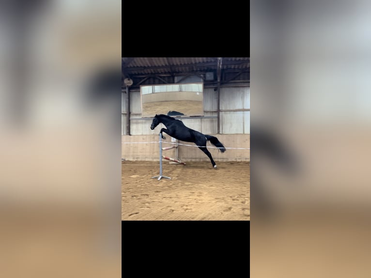 Duits sportpaard Merrie 7 Jaar 165 cm Zwartbruin in Gera