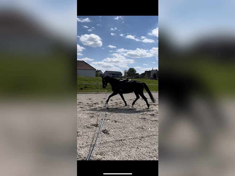 Duits sportpaard Merrie 7 Jaar 165 cm Zwartbruin in Gera