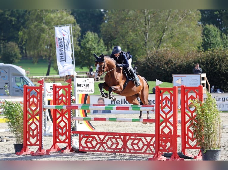 Duits sportpaard Merrie 7 Jaar 166 cm Bruin in Helmstedt