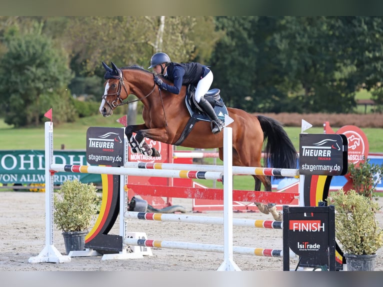 Duits sportpaard Merrie 7 Jaar 166 cm Bruin in Helmstedt