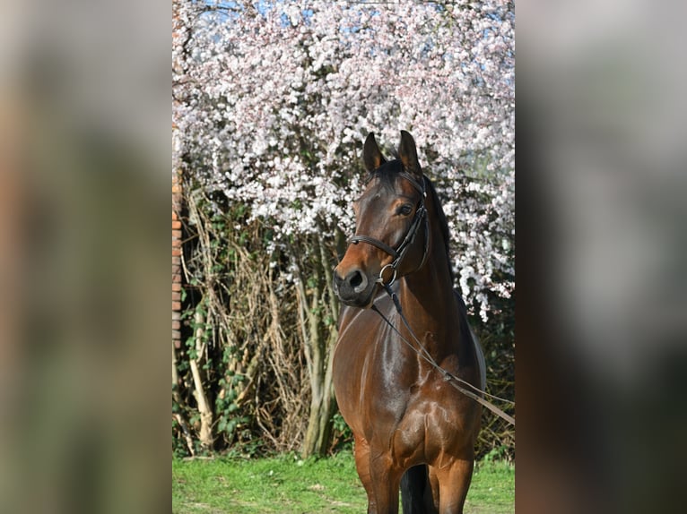 Duits sportpaard Merrie 7 Jaar 166 cm Donkerbruin in Lonsee