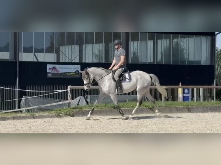Duits sportpaard Merrie 7 Jaar 166 cm Vliegenschimmel in Efringen-Kirchen