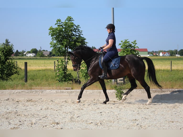 Duits sportpaard Merrie 7 Jaar 167 cm Bruin in Hornstein