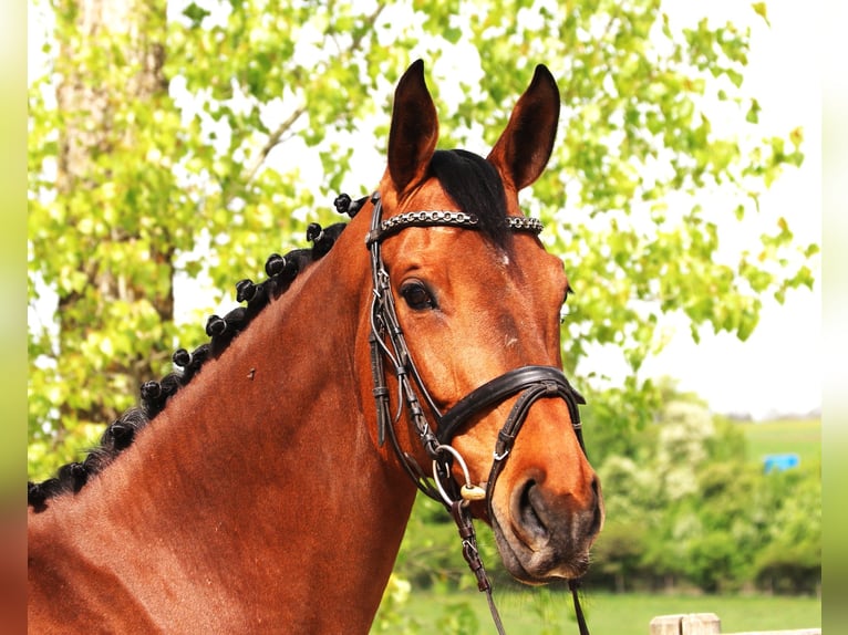 Duits sportpaard Merrie 7 Jaar 167 cm Bruin in Bad Dürrheim