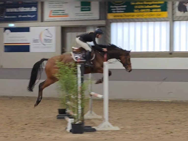 Duits sportpaard Merrie 7 Jaar 167 cm Bruin in Braunschweig