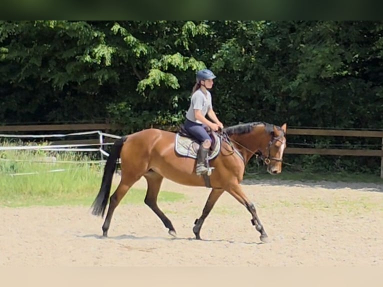 Duits sportpaard Merrie 7 Jaar 167 cm Bruin in Braunschweig