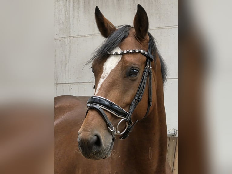 Duits sportpaard Merrie 7 Jaar 167 cm Bruin in Braunschweig