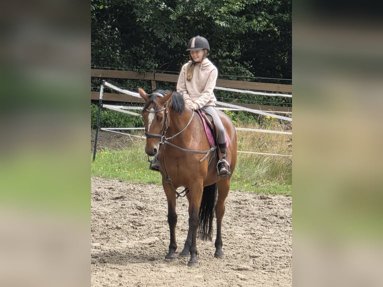 Duits sportpaard Merrie 7 Jaar 167 cm Bruin in Braunschweig
