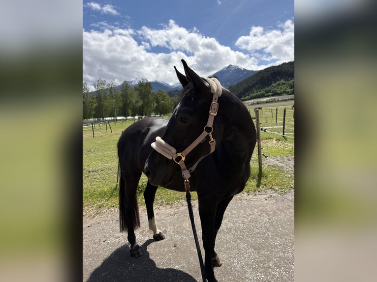 Duits sportpaard Merrie 7 Jaar 167 cm Zwartbruin in Unterperfuss