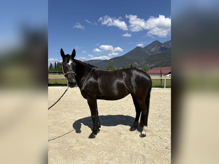 Duits sportpaard Merrie 7 Jaar 167 cm Zwartbruin in Unterperfuss