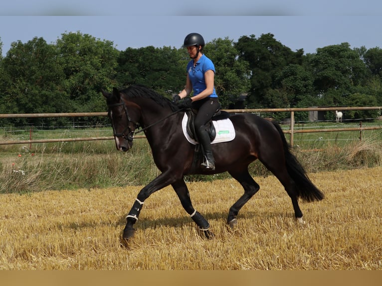 Duits sportpaard Merrie 7 Jaar 167 cm Zwartbruin in Nordhausen