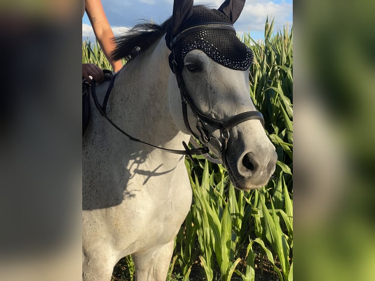 Duits sportpaard Merrie 7 Jaar 168 cm Brown Falb schimmel in Gaimersheim