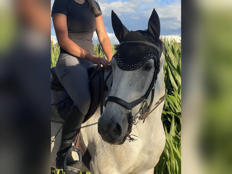 Duits sportpaard Merrie 7 Jaar 168 cm Brown Falb schimmel in Gaimersheim