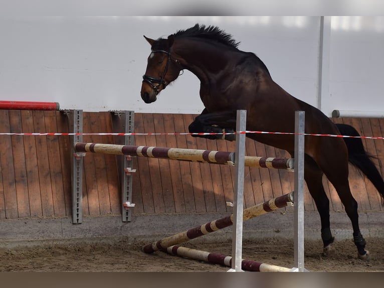 Duits sportpaard Merrie 7 Jaar 168 cm Bruin in Bestensee