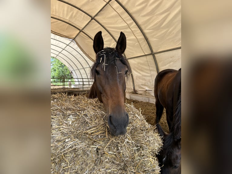 Duits sportpaard Merrie 7 Jaar 168 cm Bruin in Osburg