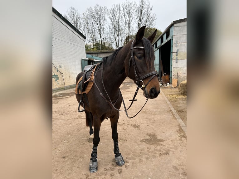 Duits sportpaard Merrie 7 Jaar 168 cm Bruin in Osburg