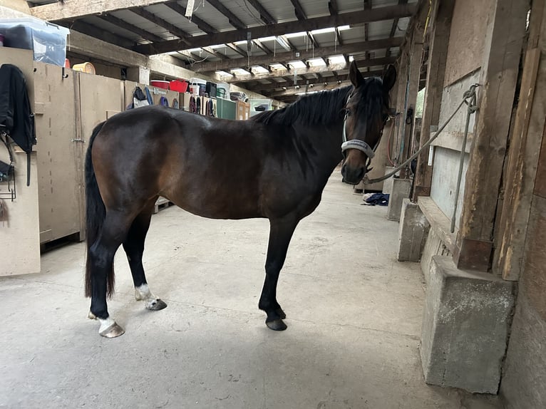 Duits sportpaard Merrie 7 Jaar 168 cm Bruin in Osburg