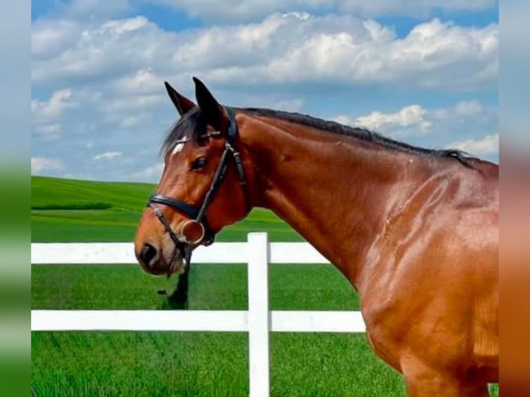 Duits sportpaard Merrie 7 Jaar 168 cm Bruin in Allershausen
