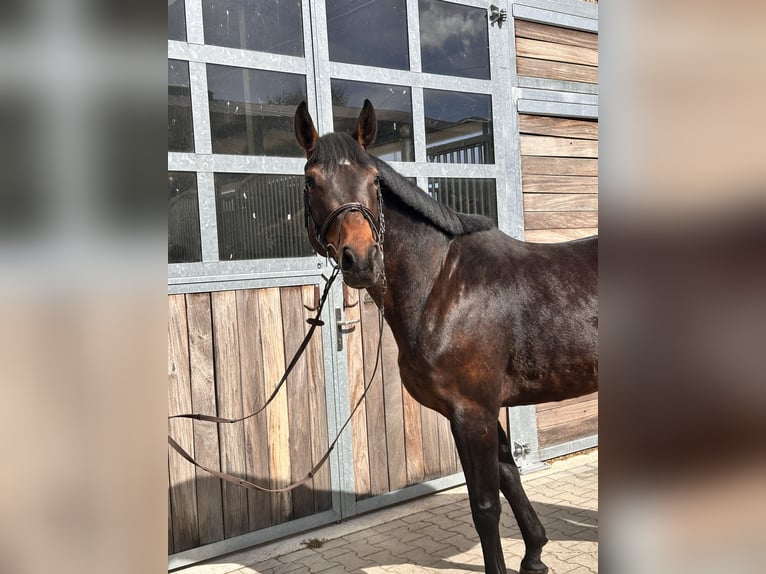 Duits sportpaard Merrie 7 Jaar 168 cm Bruin in Leipzig