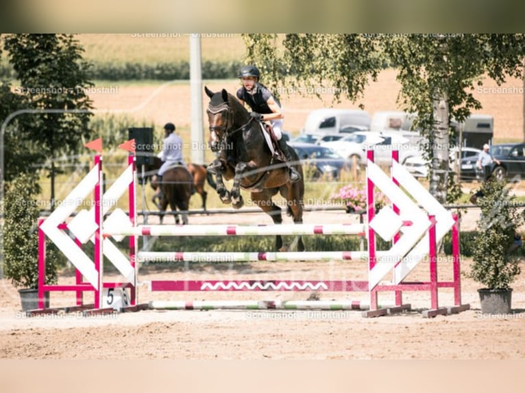 Duits sportpaard Merrie 7 Jaar 168 cm Donkerbruin in Ehningen