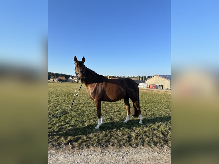 Duits sportpaard Merrie 7 Jaar 168 cm Donkere-vos in Wilhermsdorf