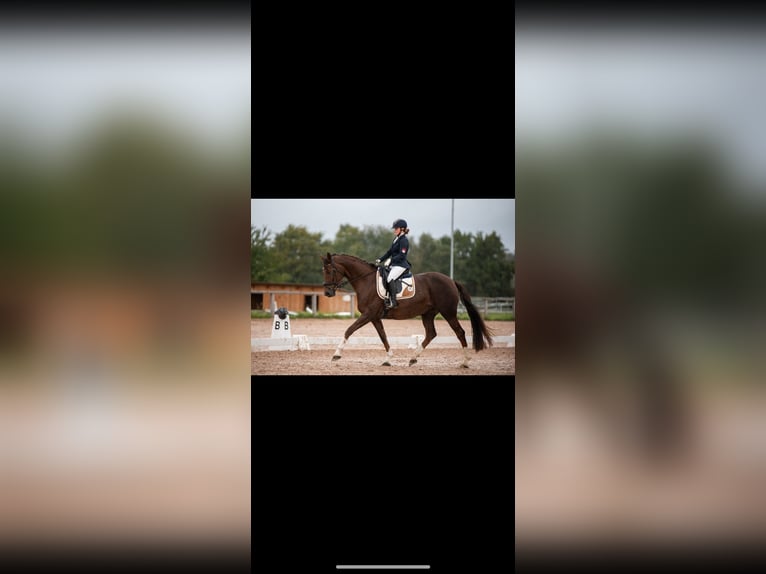 Duits sportpaard Merrie 7 Jaar 168 cm Donkere-vos in Wilhermsdorf