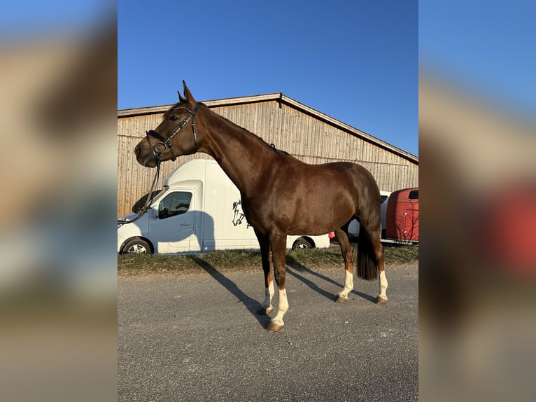 Duits sportpaard Merrie 7 Jaar 168 cm Donkere-vos in Wilhermsdorf