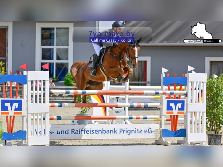 Duits sportpaard Merrie 7 Jaar 168 cm Donkere-vos in Gadow