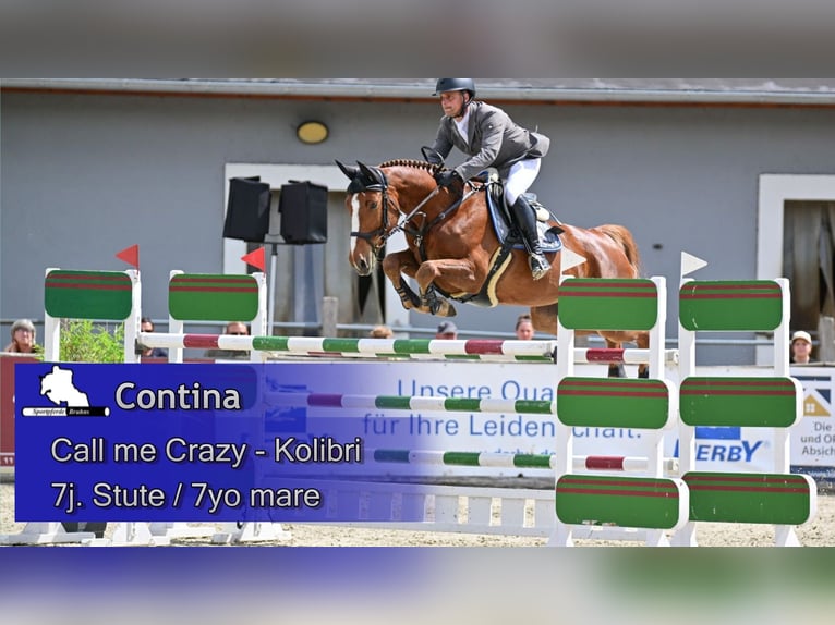 Duits sportpaard Merrie 7 Jaar 168 cm Donkere-vos in Gadow