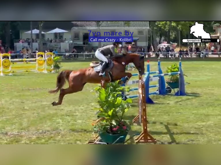 Duits sportpaard Merrie 7 Jaar 168 cm Donkere-vos in Gadow