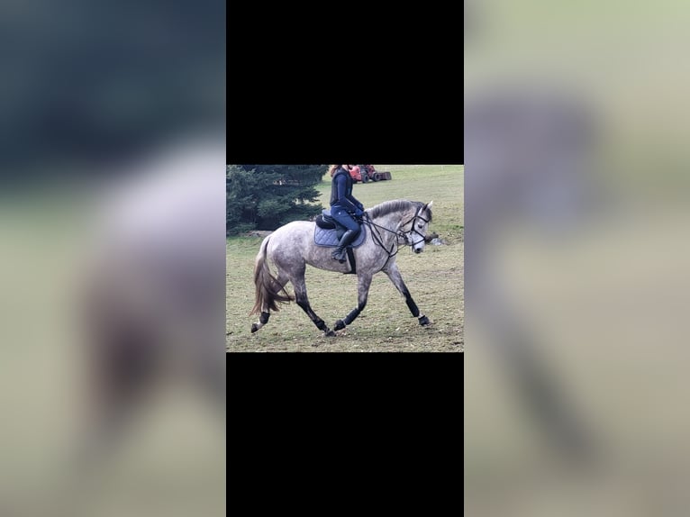 Duits sportpaard Merrie 7 Jaar 168 cm Schimmel in Hückelhoven