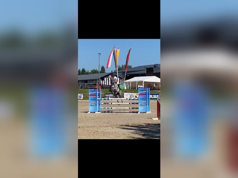 Duits sportpaard Merrie 7 Jaar 168 cm Schimmel in Büttelborn