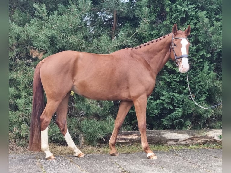 Duits sportpaard Merrie 7 Jaar 168 cm Vos in Leipzig