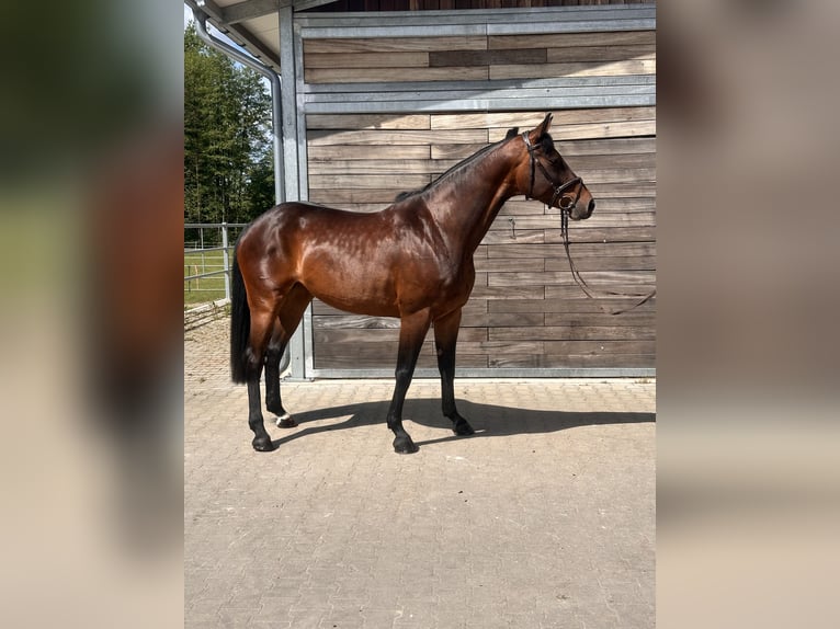 Duits sportpaard Merrie 7 Jaar 169 cm Bruin in Leipzig