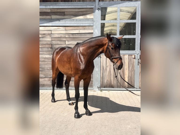 Duits sportpaard Merrie 7 Jaar 169 cm Bruin in Leipzig