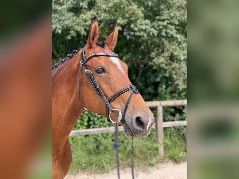 Duits sportpaard Merrie 7 Jaar 169 cm in Unterneukirchen