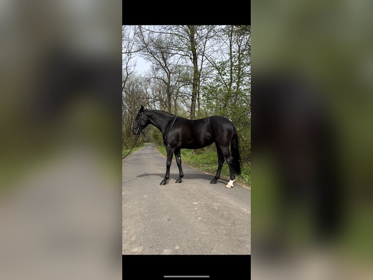 Duits sportpaard Merrie 7 Jaar 169 cm Zwart in Hof