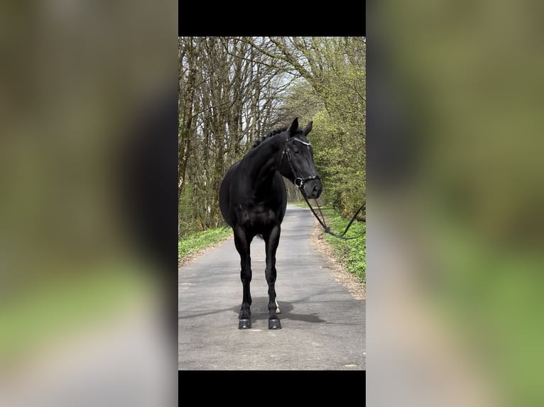 Duits sportpaard Merrie 7 Jaar 169 cm Zwart in Hof