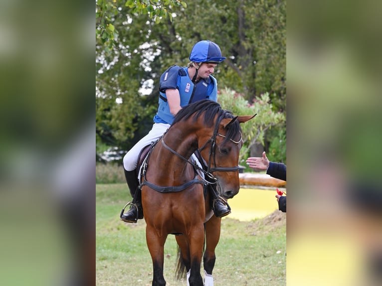 Duits sportpaard Merrie 7 Jaar 170 cm Bruin in Gotha