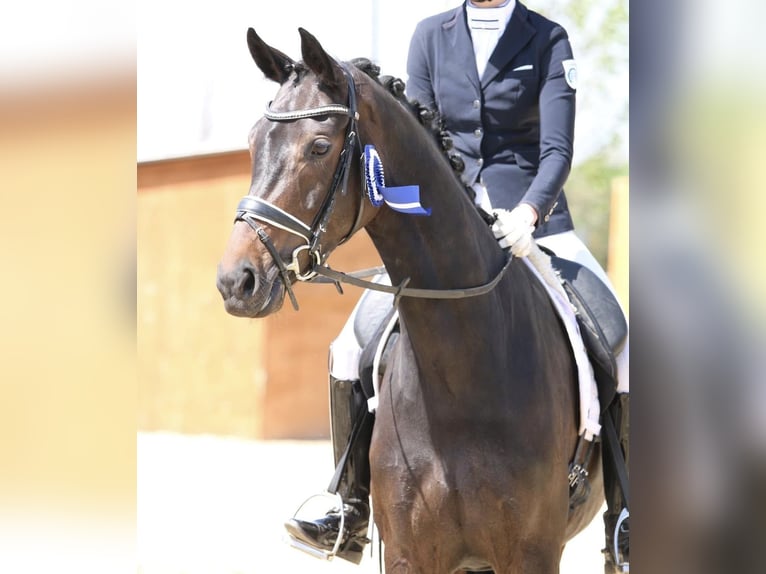 Duits sportpaard Merrie 7 Jaar 170 cm Bruin in Mönchengladbach