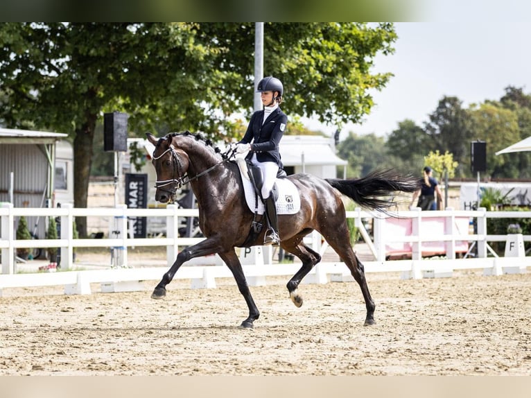Duits sportpaard Merrie 7 Jaar 170 cm Bruin in Mönchengladbach