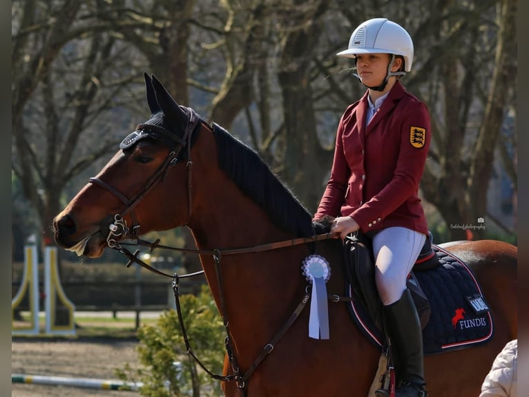 Duits sportpaard Merrie 7 Jaar 170 cm Bruin in Schutterwald