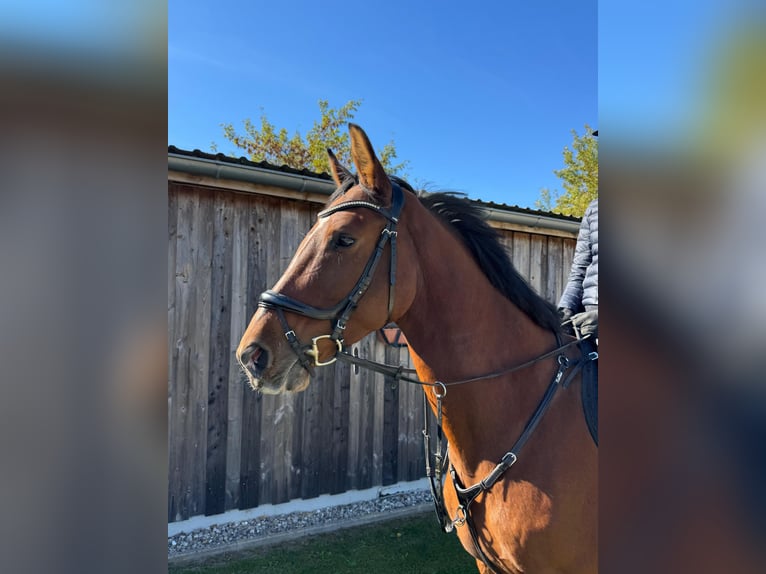 Duits sportpaard Merrie 7 Jaar 170 cm Bruin in Rostock