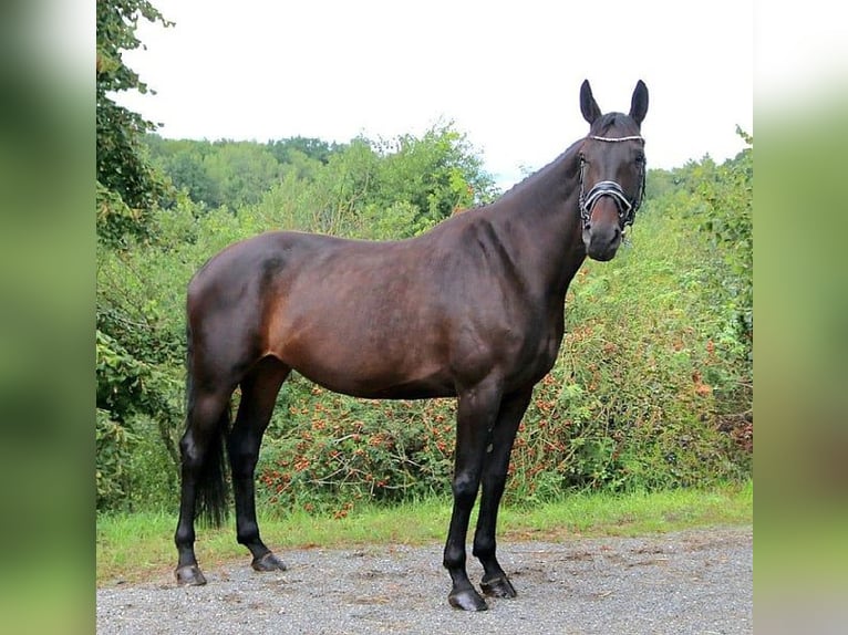 Duits sportpaard Merrie 7 Jaar 170 cm Donkerbruin in Burgthann