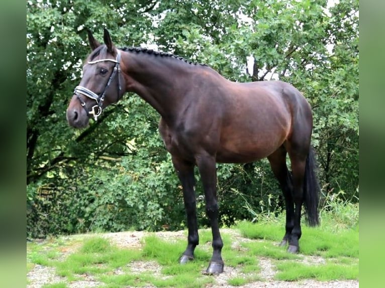 Duits sportpaard Merrie 7 Jaar 170 cm Donkerbruin in Burgthann