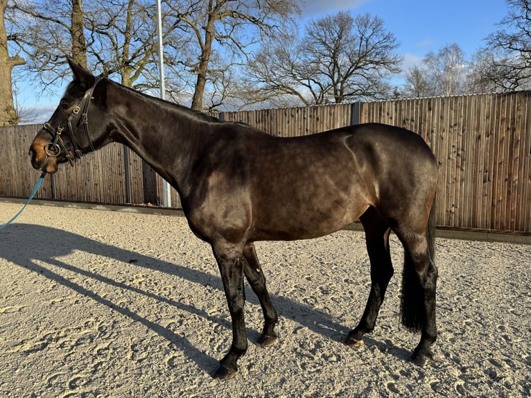 Duits sportpaard Merrie 7 Jaar 170 cm in Planebruch