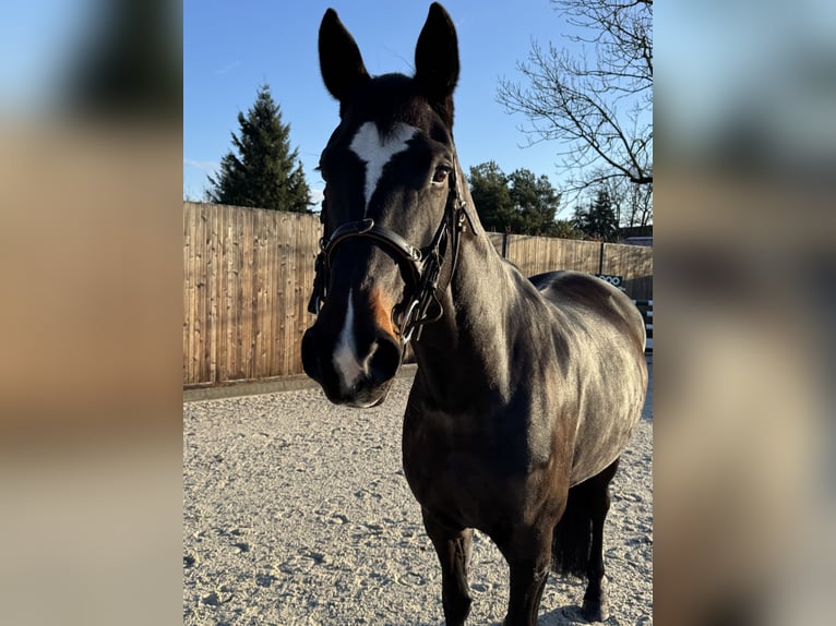 Duits sportpaard Merrie 7 Jaar 170 cm in Planebruch