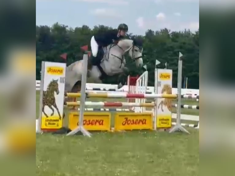 Duits sportpaard Merrie 7 Jaar 170 cm Vliegenschimmel in Ruhla Duits sportpaard Merrie 7 Jaar 170 cm Vliegenschimmel in Ruhla