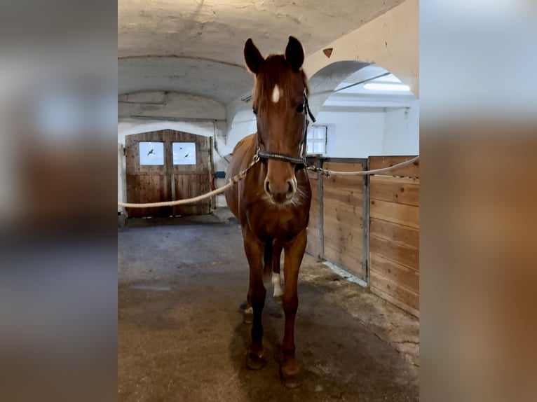 Duits sportpaard Merrie 7 Jaar 170 cm Vos in WitschFeldkirchen in Kärnten