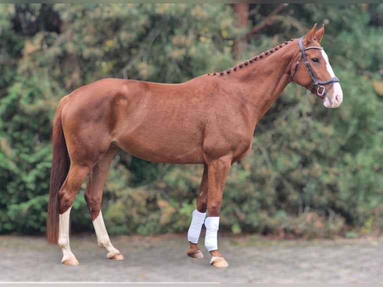 Duits sportpaard Merrie 7 Jaar 170 cm Vos in Berlin